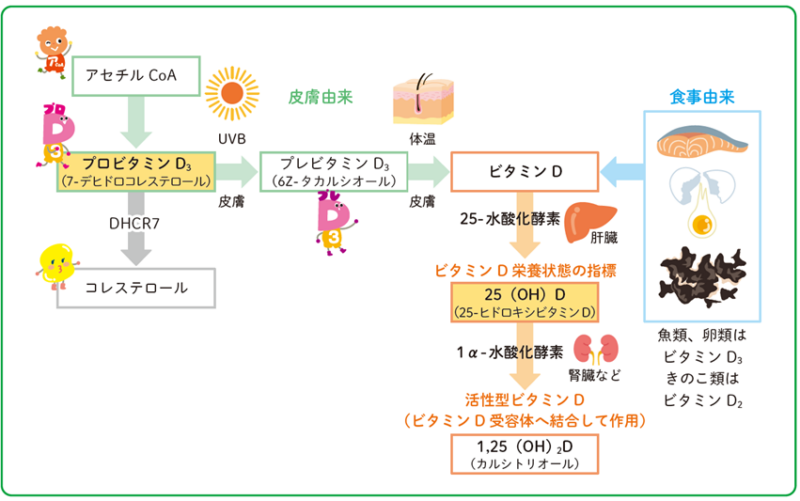 骨粗鬆症治療薬 と 天然型ビタミンDとカルシウムについて