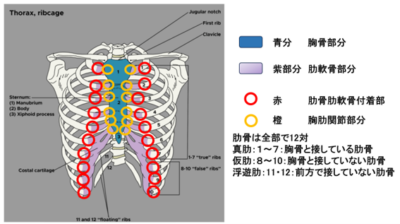 前胸部痛　肋軟骨炎についてのアイキャッチ画像