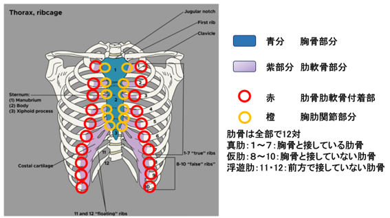 前胸部痛　肋軟骨炎について