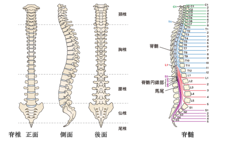 主な脊椎変性疾患と治療について
