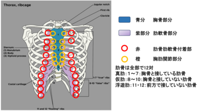 前胸部痛　肋軟骨炎についてのアイキャッチ画像