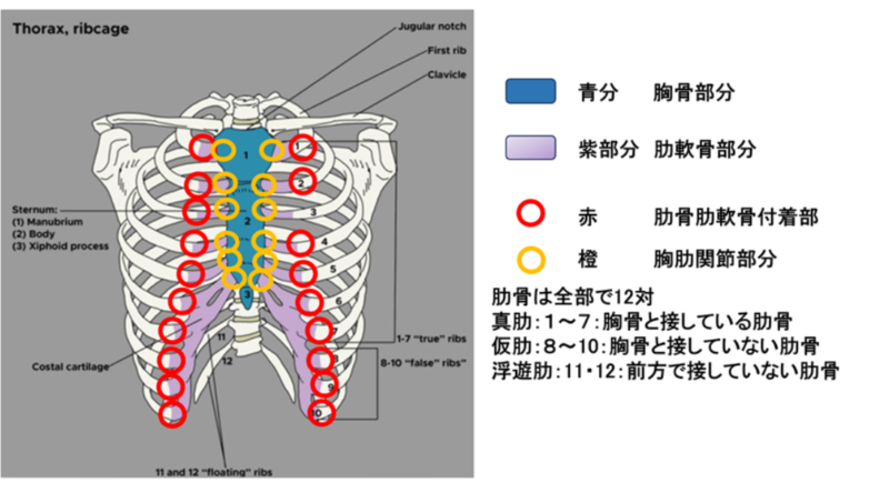 前胸部痛　肋軟骨炎について
