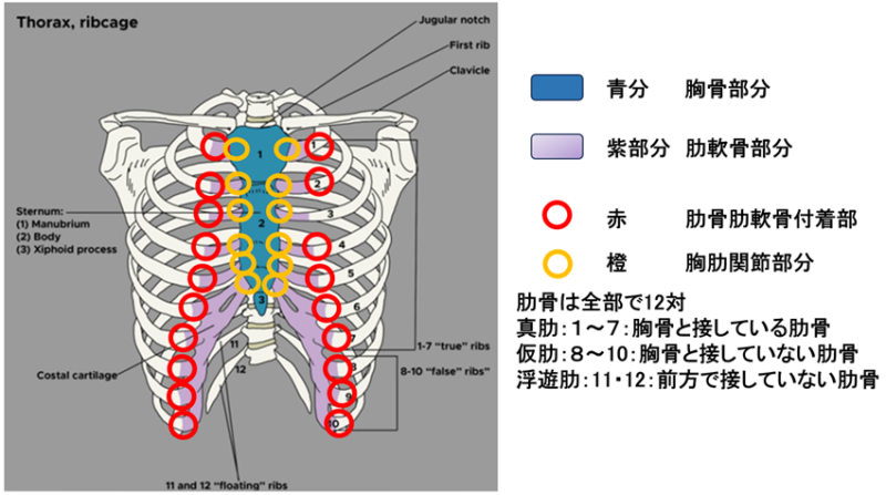 前胸部痛　肋軟骨炎について