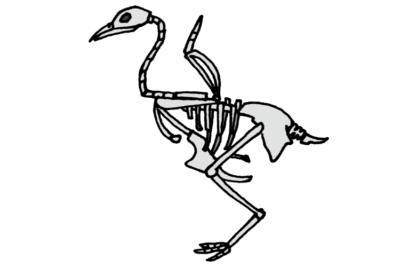 椎骨(背骨)の数について・・・Hox遺伝子 哺乳類と鳥類のアイキャッチ画像