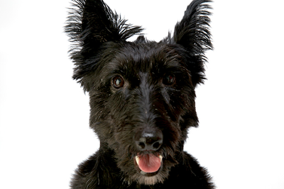 青年期の腰痛症 脊椎分離症の診断 スコッチテリア サイン Scotty dog sign についてのアイキャッチ画像