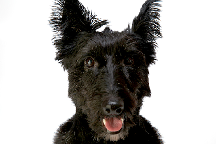 青年期の腰痛症 脊椎分離症の診断 スコッチテリア サイン Scotty dog sign について