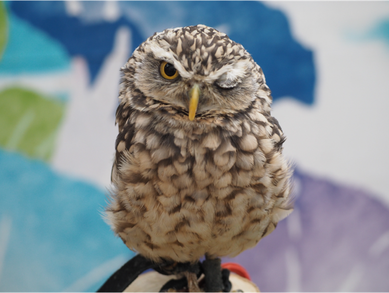 背部痛 骨破壊像 フクロウのウインクサイン Winking owl sign について