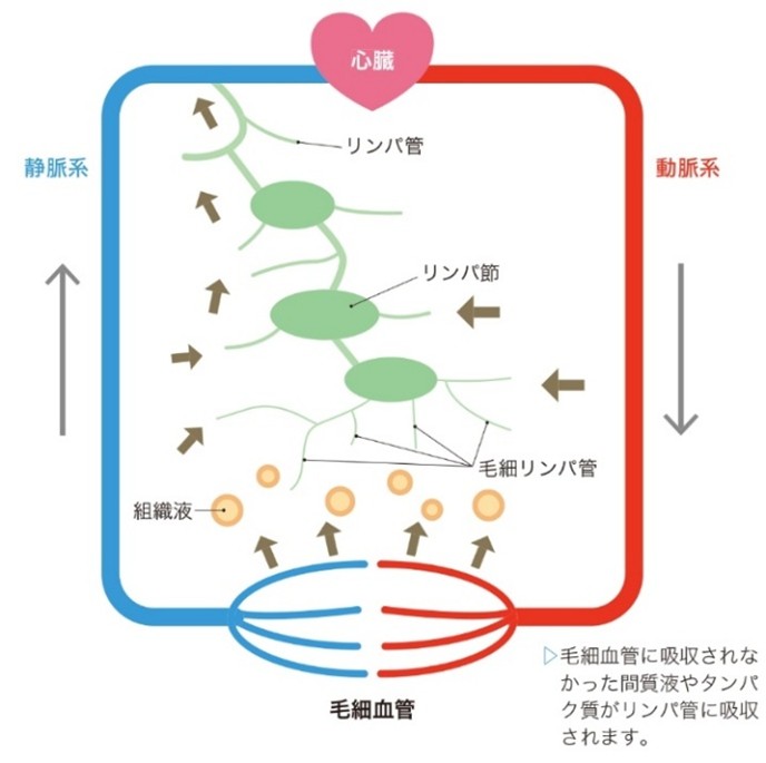 本当に大切なことが1冊でわかる循環器 第2版