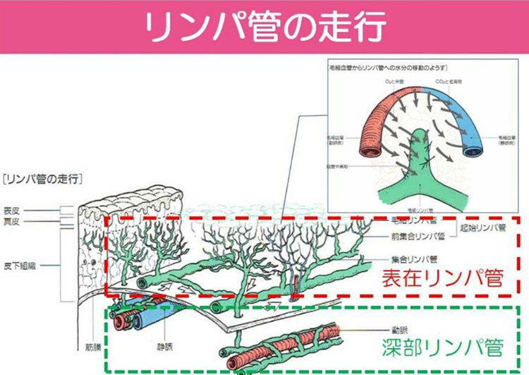 リンパ管の走行