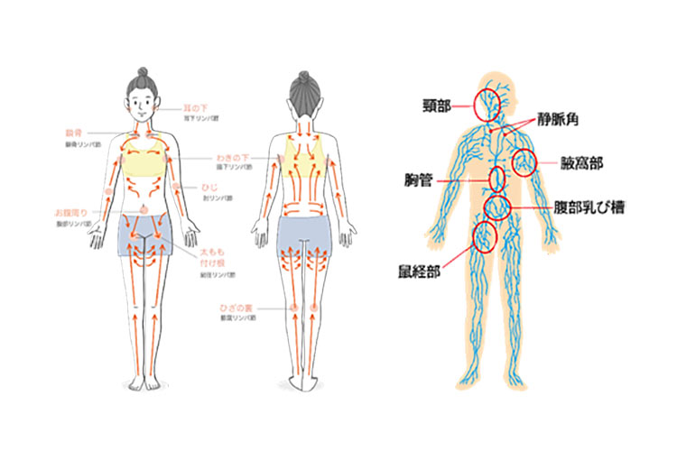 リンパの方向を意識して施術します